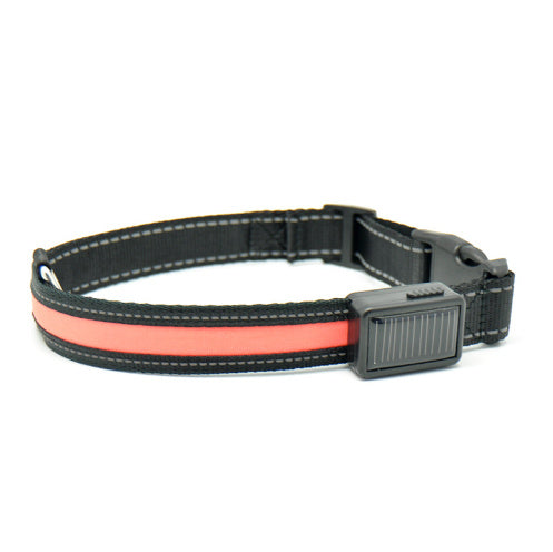 Fluorescent dog collar